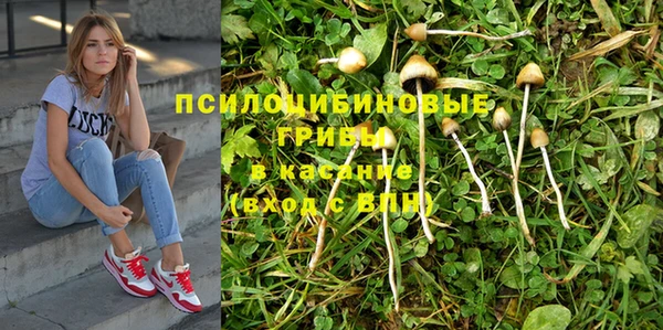 стафф Гусев