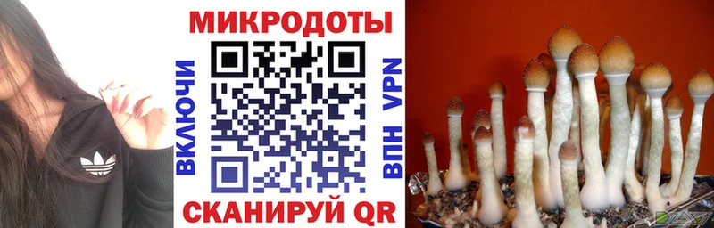 KRAKEN вход  Астрахань  Псилоцибиновые грибы Cubensis 
